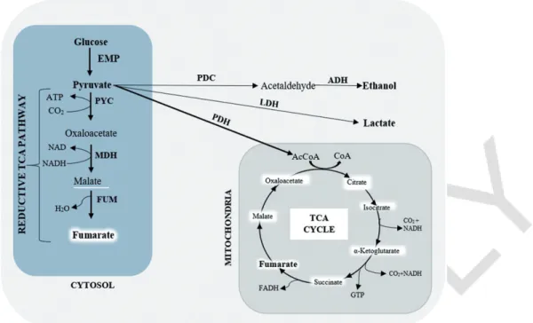 Figure 2. Overview of metabolic pathway and enzymes involved in the fumaric acid synthesis in R