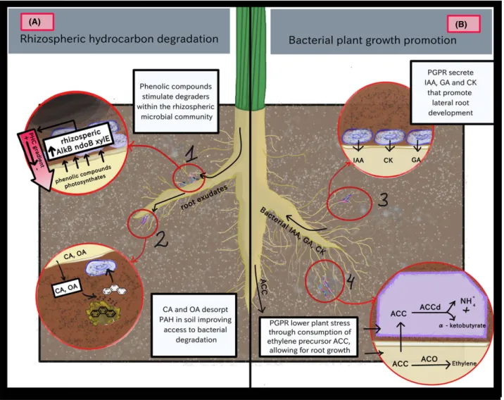 Fig. 1. Major plant–microbe interactions occurring during rhizoremediation. In (A), plant root exudates (1) stimulate hydrocarbon-degrading bac- bac-teria and (2) help to desorb contaminants attached to soil particles, making them more available to rhizoba