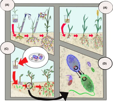 Fig. 2. Examples of promising plant microbiome manipulation approaches for enhanced rhizoremediation: (A) repeated inoculation of a consor- consor-tia of hydrocarbon-degrading microorganisms, (B) early inoculation of a plant growth promoting rhizobacteria 