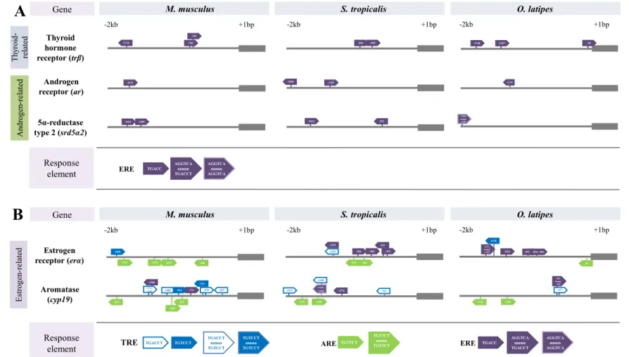 Figure 1. Promoter analysis of M. musculus, S. tropicalis, and O. latipes TH-related genes (trβ) and androgen-related genes (ar, srd5α2) (A), and 617 
