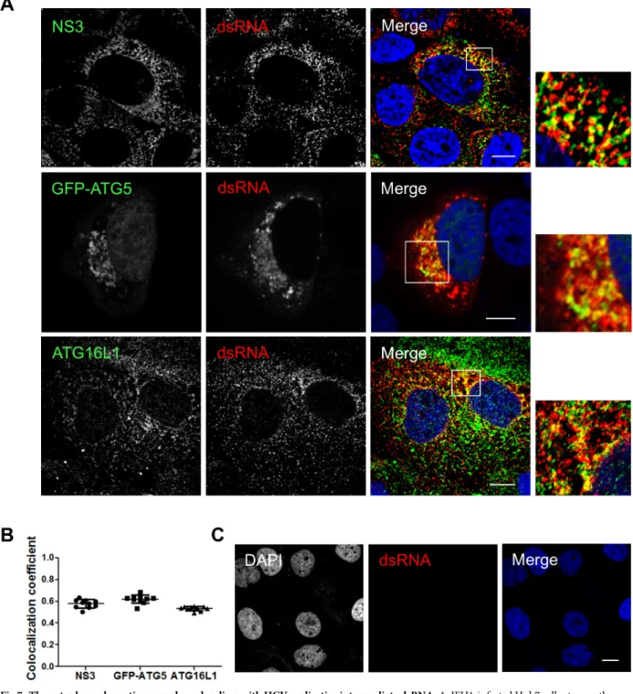 Fig 7. The autophagy elongation complex colocalizes with HCV replicative intermediate dsRNA
