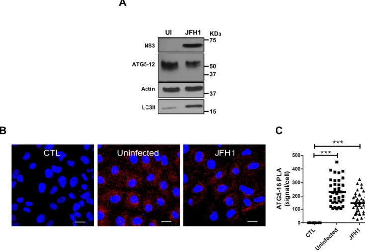 Fig 1. Formation of the autophagy elongation complex in Huh7 cells. A. Detection of the ATG5-12 conjugate by Western blot in mock (UI) and JFH1