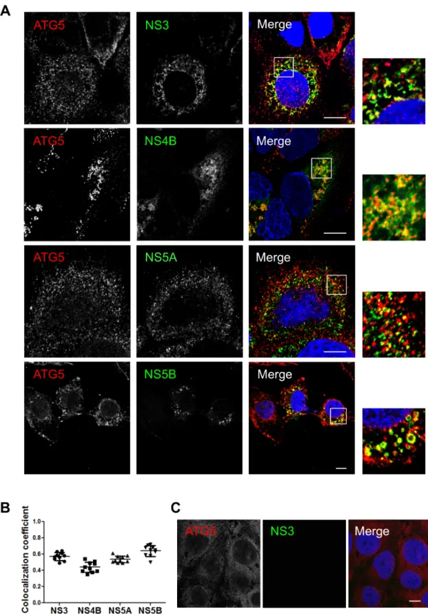 Fig 2. Components of the HCV replicase colocalize with ATG5-12 conjugate in Huh7 cells