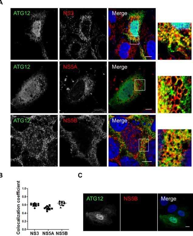 Fig 3. HCV nonstructural proteins colocalize with ATG12 protein in Huh7 cells. A. Huh7 cells were infected with HCVcc and then