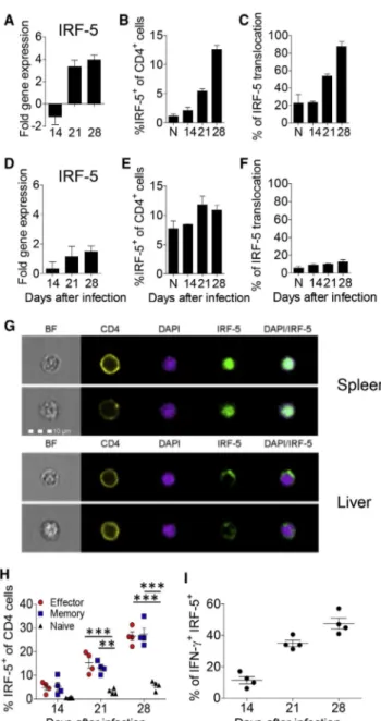 Figure 1. IRF-5 Is Activated in Splenic CD4 T Cells during Chronic Visceral Leishmaniasis