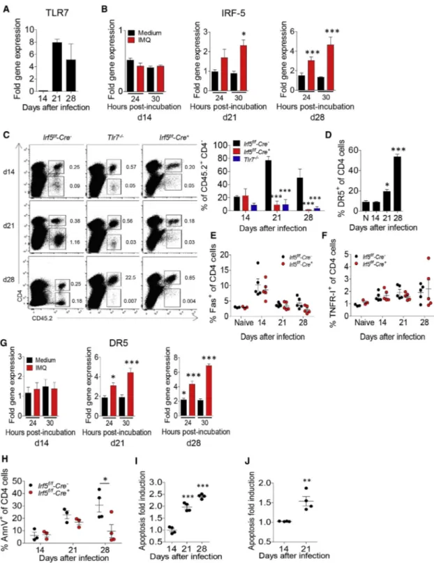 Figure 4. TLR7-Induced IRF-5 Promotes the Upregulation of DR5 and Induces Cell Death in CD4 T Cells from L