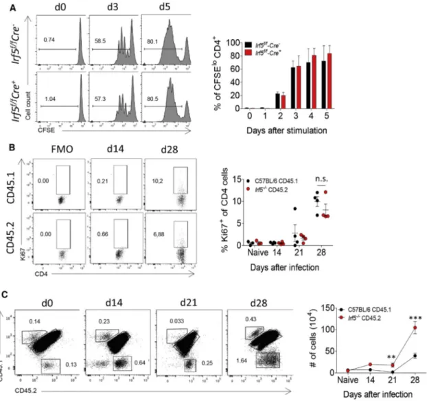 Figure 5. IRF-5 Does Not Affect CD4 T Cell Proliferation during L. donovani Infection