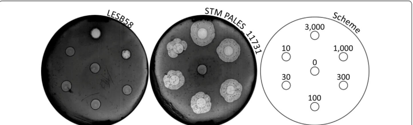 Fig. 1  Example of a non‑virulent LESB58 STM mutant in the amoeba model. Drops of determined amoeba concentrations were spotted on a  bacterial lawn, allowing a semi‑quantitative determination of the bacteria’s predation resistance after 6 days of incubati