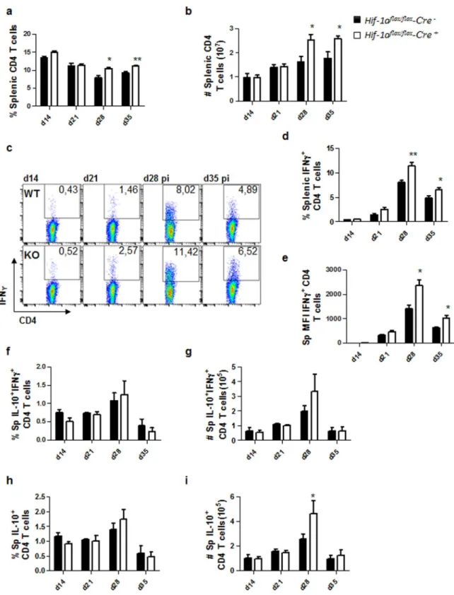 Figure 2. HIF-1α expression in CD11c +  cells limits expansion of Th1 cells during chronic visceral 