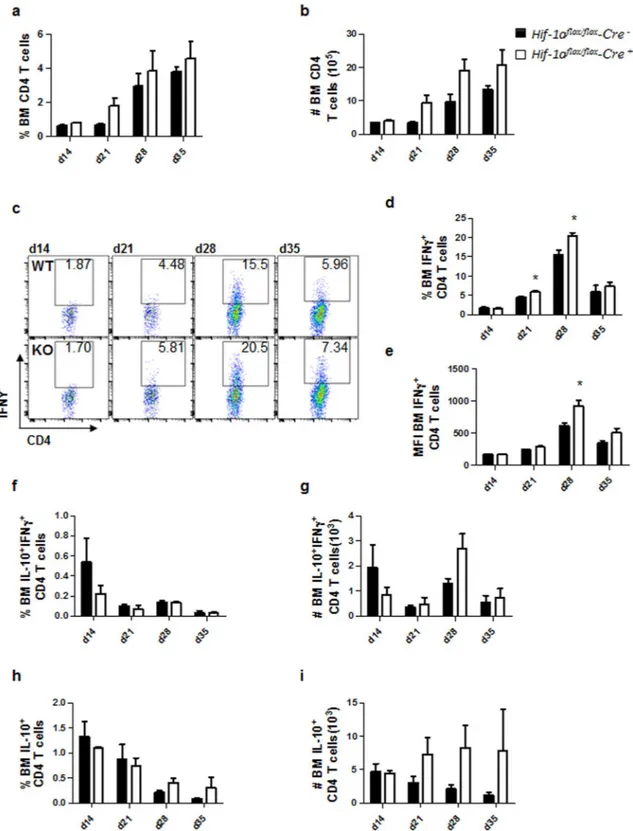 Figure 3. HIF-1α deficiency in CD11c +  cells results in stronger Th1 responses in the bone marrow