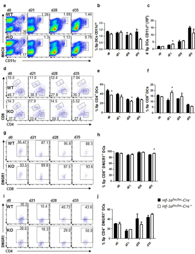 Figure 4.  Dendritic cell migration to the spleen is not affected by the absence of HIF-1α