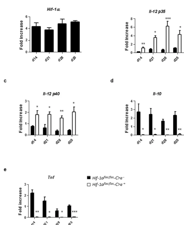 Figure 5. HIF-1α expression alters DC functions. Mice were infected with 2 × 10 7  amastigotes intravenously
