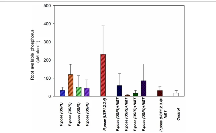 FIGURE 2 | Available phosphorus concentration in the rhizosphere of wheat seedlings after 60 days under different treatments