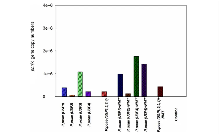 FIGURE 4 | Abundance of the phnX gene measured by qPCR in the rhizosphere of wheat seedlings after 60 days of growth under different treatments.