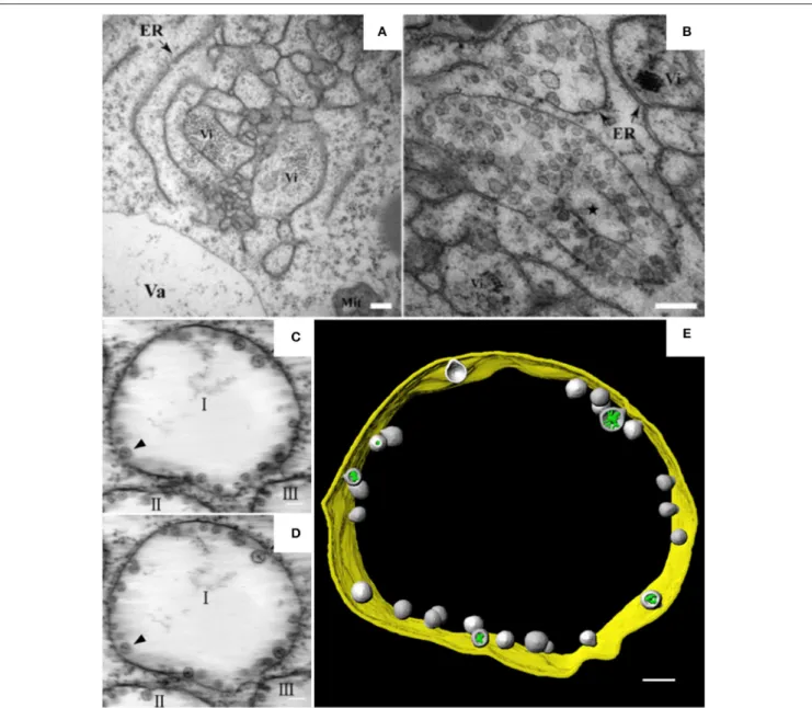FIGURE 1 | BBSV remodels ER membranes and 3D model of BBSV-induced vesicle packets. (A) BBSV infection led to ER aggregation and vesiculation