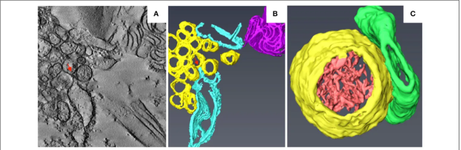 FIGURE 4 | 3D reconstruction of TuMV-induced SMTs at midstage of infection. (A) Tomogram slice from TuMV-infected vascular parenchymal cell