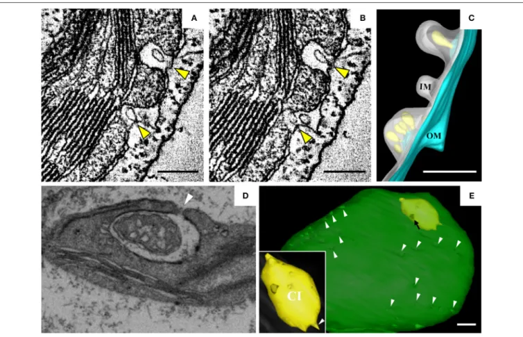 FIGURE 5 | BSMV-induced chloroplast membrane rearrangement and 3D model of altered chloroplast membranes
