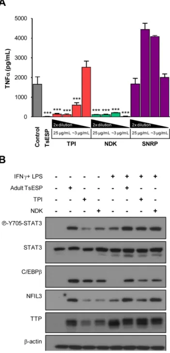 Figure 7.  T. suis recombinant proteins TPI and NDK proteins inhibit TNFα secretion and elicit anti- anti-inflammatory signaling in BMDM