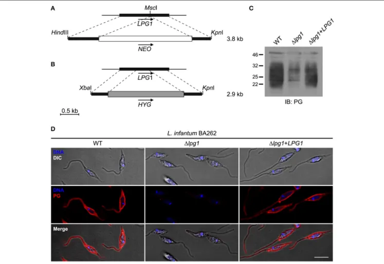 FIGURE 1 | Constructs for the targeted deletion and complementation of the LPG1 gene in Leishmania infantum