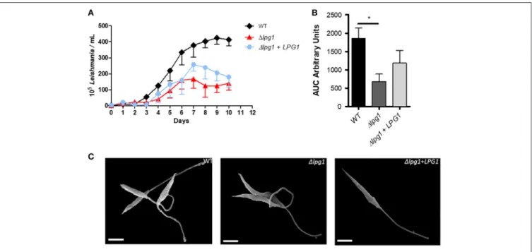FIGURE 2 | Growth curve and morphology of the 1lpg1 mutant. WT, 1lpg1 and 1lpg1 + LPG1 parasites were cultured at initial concentrations of 1 × 10 5 /ml in HOMEM medium