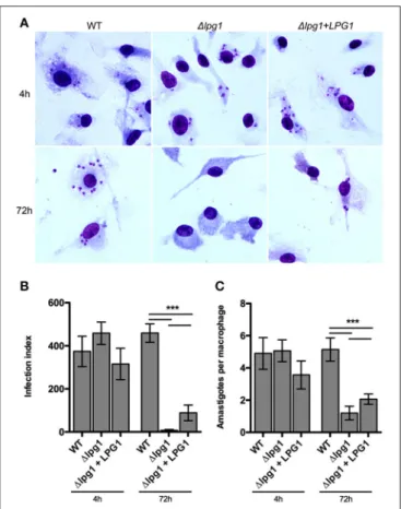 FIGURE 4 | LPG1 promotes intraphagosomal survival in infected