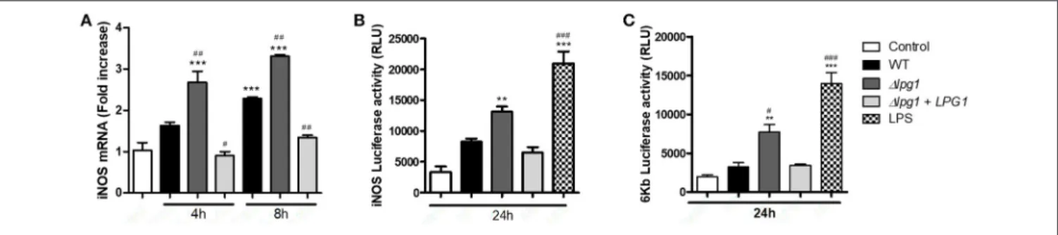 FIGURE 5 | L. infantum promastigotes evade NF-κB-dependent iNOS in an LPG-dependent manner in RAW 264.7 cells