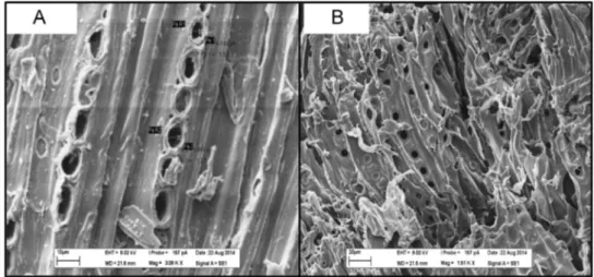 Fig. 1. Scanning electron micrographs of biochar: (A) Pinewood biochar (BC-PW), (B) Pig Manure biochar (BC-PM).