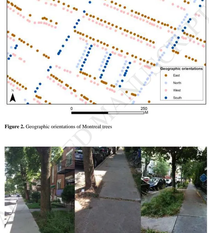 Figure 3. Three of the most common types of location: border (left), sidewalk cutout (centre),  and sidewalk planting strip (right)