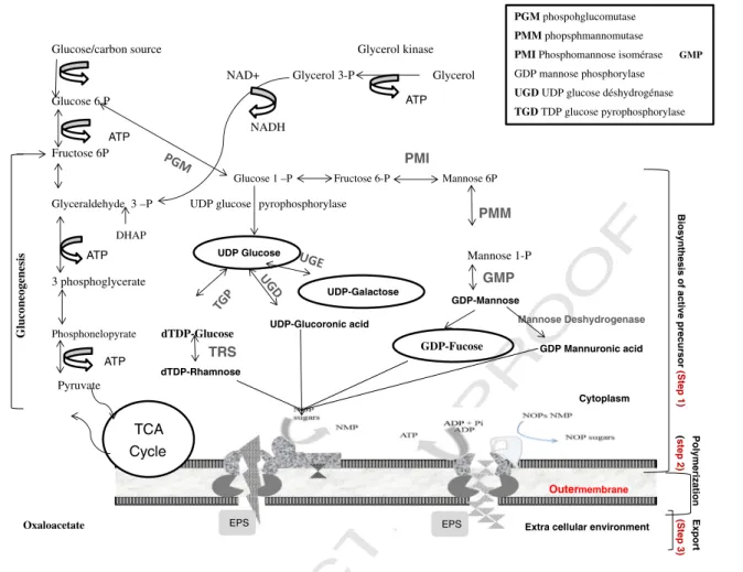 Fig. 1 – Biosynthesis pathway steps of bacterial polymers.