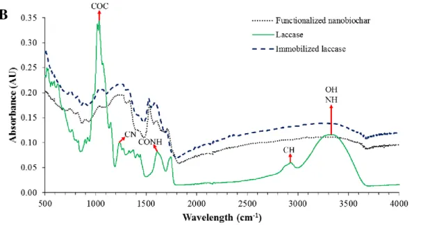 Figure 1: a) Mechanism of immobilization of laccase onto functionalized nanobiochar and; b)  FTIR spectra of laccase (solid line), neat functionalized nanobiochars (short-dash line) and 