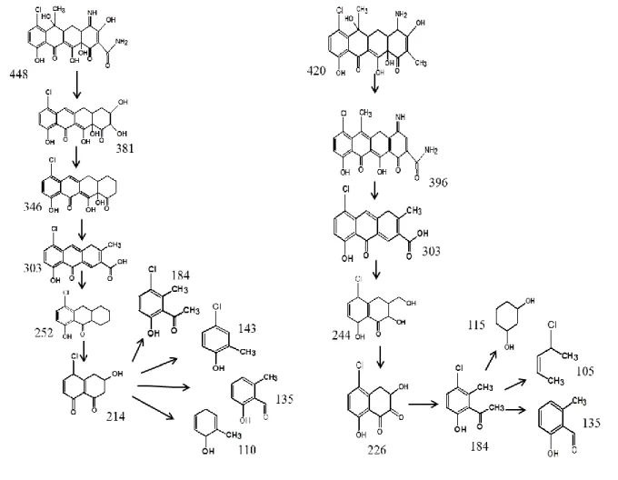 Figure 6. Transformation products and proposed degradation pathways of CTC: A)  582 