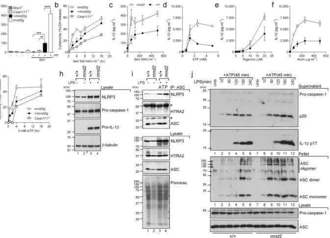 Figure 1.  HtrA2 protease activity inhibits the NLRP3 inflammasome. (a) IL-1β and (b) LDH release 