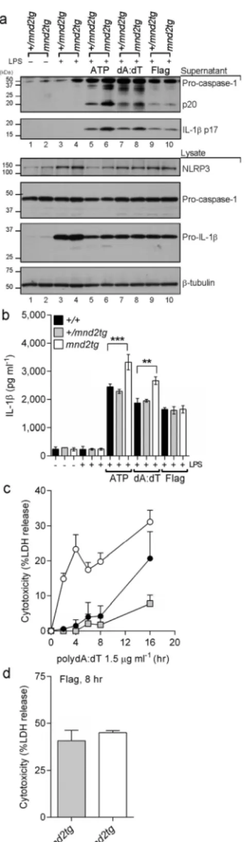 Figure 2.  HtrA2 protease activity inhibits the AIM2 but not NLRC4 inflammasome. (a,b) LPS-primed mnd2tg 