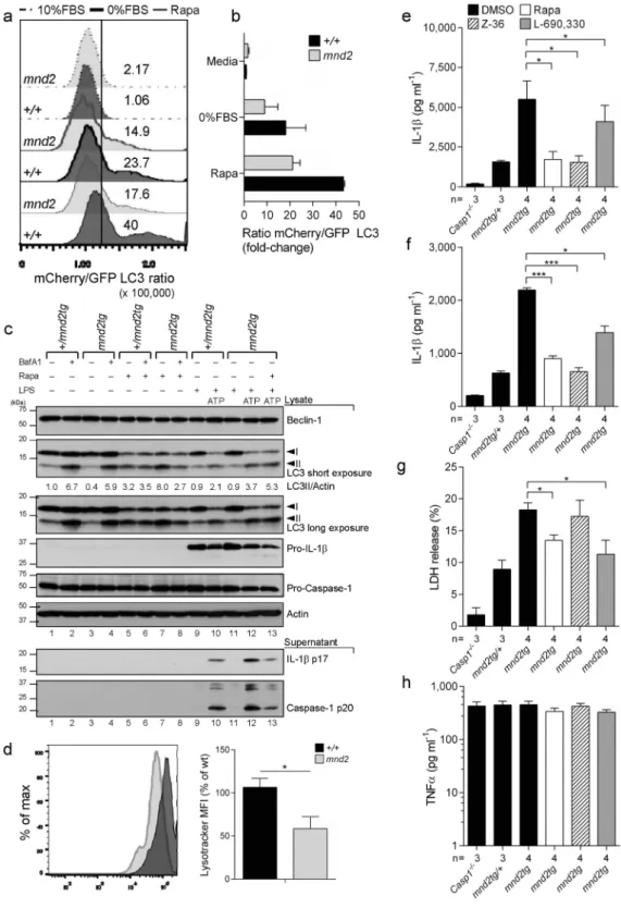 Figure 3.  HtrA2 controls autophagy flux-dependent inhibition of the inflammasome. (a) Representative 