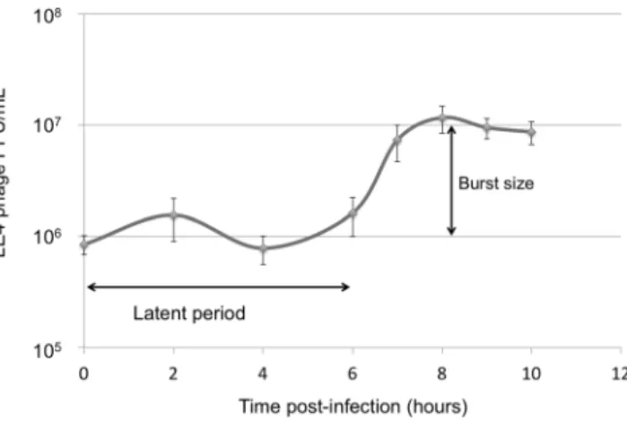 Figure 2.  One-step growth curve of LE4 infecting L. biflexa. Data from six experiments; error bars indicate  standard deviation.
