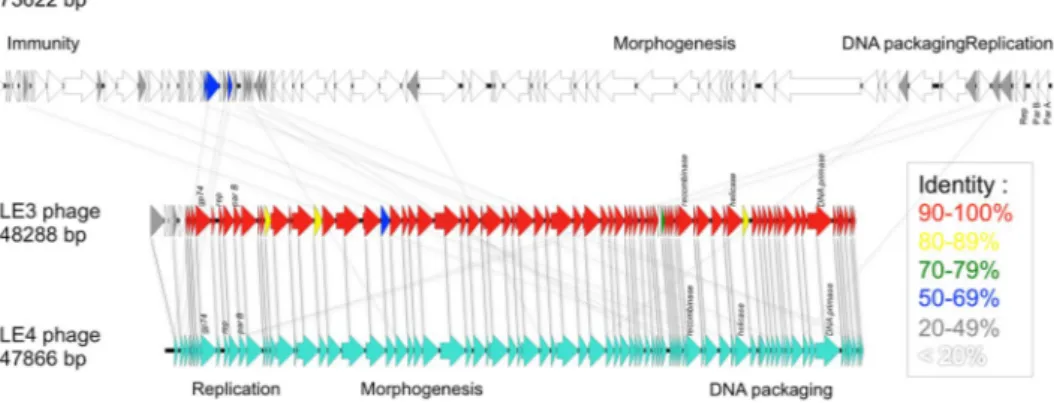 Figure 4.  Linear genomic maps and protein identity comparisons between the leptophages