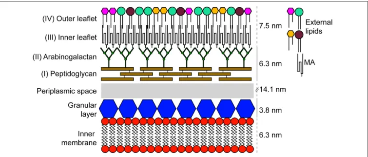 FIGURE 1 | Schematic representation of the cell envelope found in members of the order Corynebacteriales