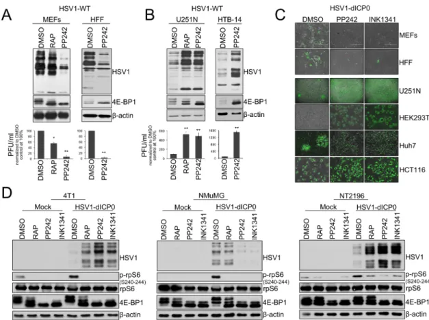 Fig 1. Active-site mTOR inhibitors (asTORi) augment HSV1 infection specifically in transformed cells