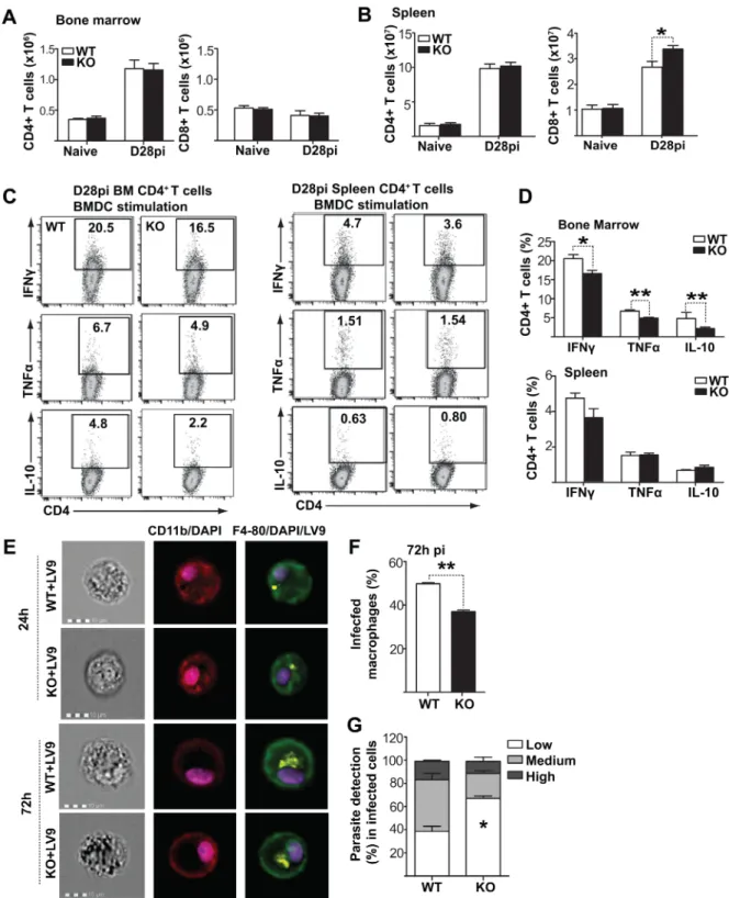 Fig 7. Fzd6 -/- T lymphocytes are functionally indistinguishable from their Fzd6 +/+ counterparts