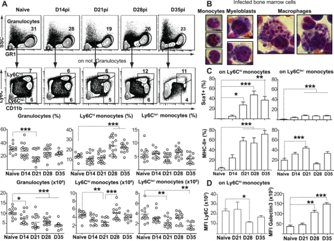 Fig 3. Leishmania parasite expansion promotes myeloid output in the bone marrow. (A) Representative flow cytometry data to