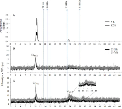 Fig. 3.   SEC peptide  chromatograms of the HSP fractions of C. reinhardtii A) with UV 