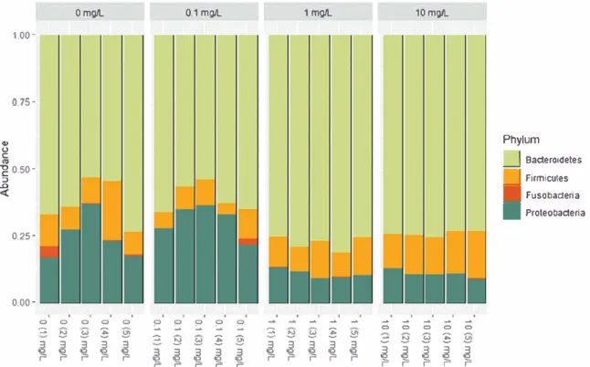Figure 7.  Phylum composing  the gut microbiota  after  12 days of exposure to BNNT concentrations  ranging  from  O to  10 mg L  _,  _  thyroid  axis  that  is  involved  in  the  development 