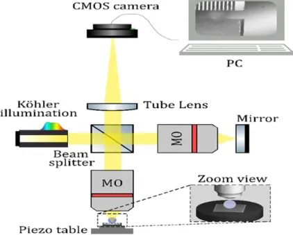 Figure 1. Layout of the experimental setup based on a Linnik configuration. The object arm consists of the microscope 