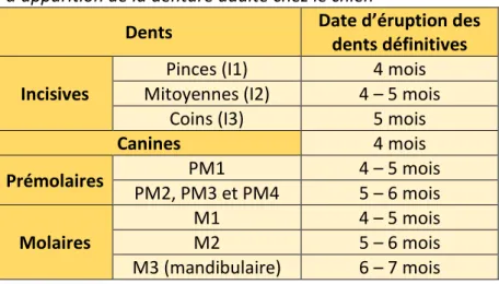 Tableau 1 : Age d’apparition de la denture adulte chez le chien 
