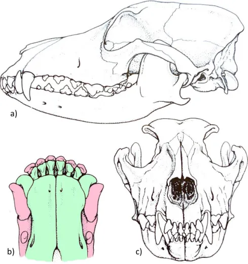 Figure 3 : Illustrations de l’occlusion normale chez un chien adulte a) vue de profil montrant 