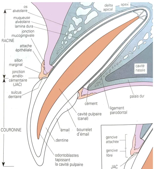 Figure 4 : Schéma d’une coupe longitudinale d’une canine supérieure de chien adulte (Emily, 