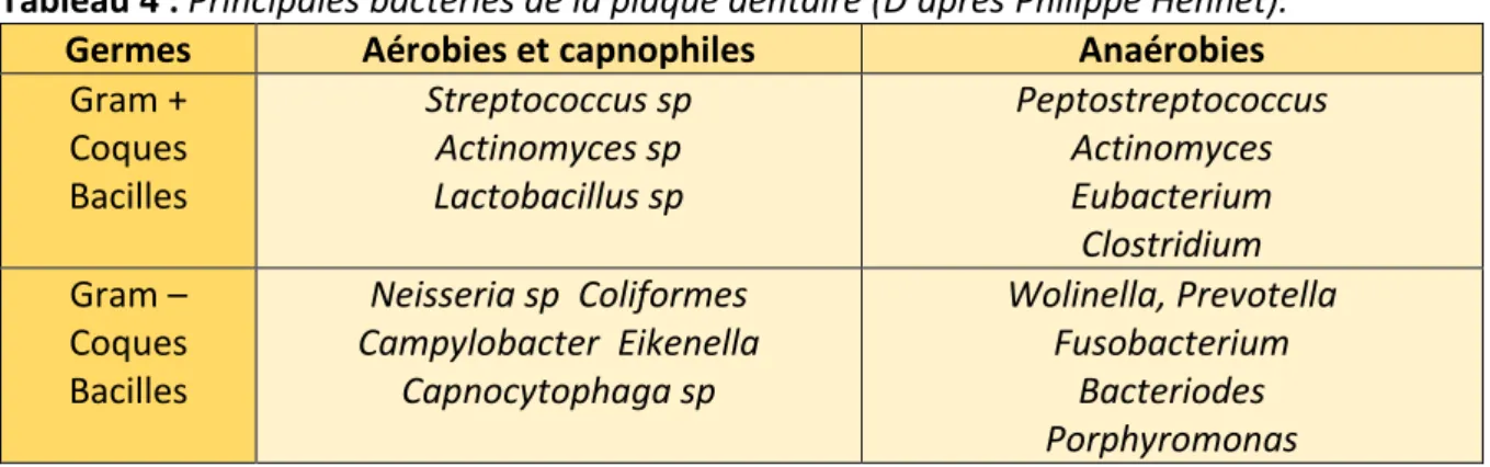 Tableau 4 : Principales bactéries de la plaque dentaire (D’après Philippe Hennet).  Germes  Aérobies et capnophiles  Anaérobies 