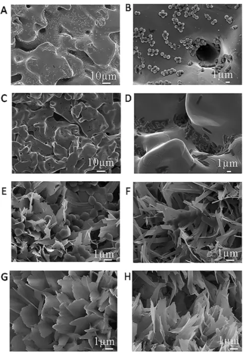 Fig. 7. SEM images of: Ti scaffolds without coating tested against S. aureus (A and B) and E