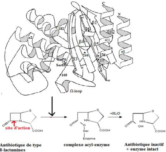 Figure  5.  Structure  tridimensionnelle d’un  β-lactamase  à  sérine  de  la  classe  A  d’Ambler                (TEM-1)  isolé  à  partir  d’E