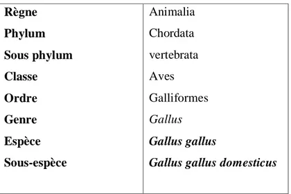 Tableau 1. Classification de la poule domestique (Scanes, 2011). 